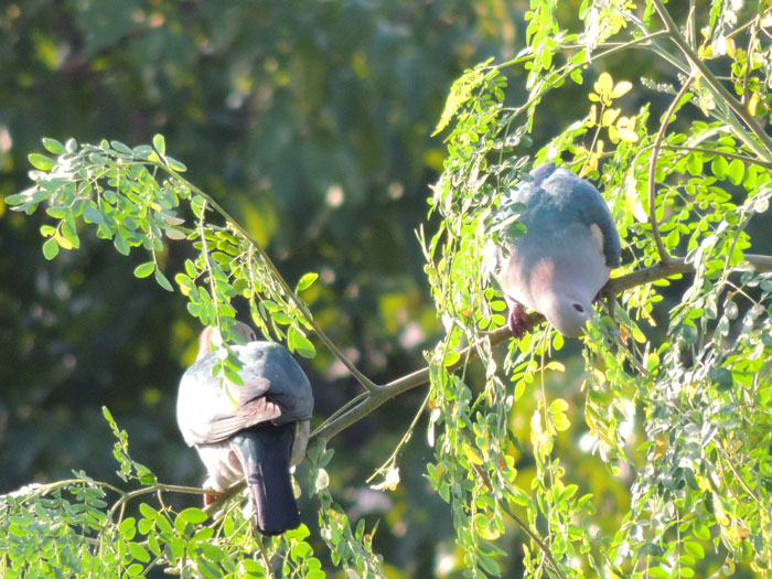 Couple of Imperial Pigeons feeding on Moringa leave