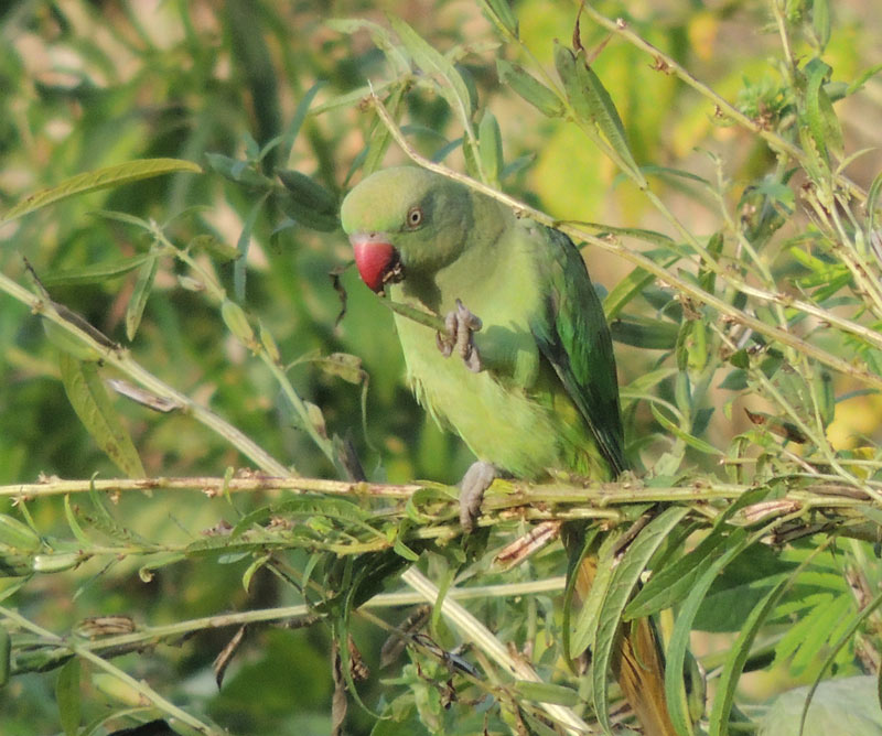 Rose-ringed Parakeets damaging sesame fields