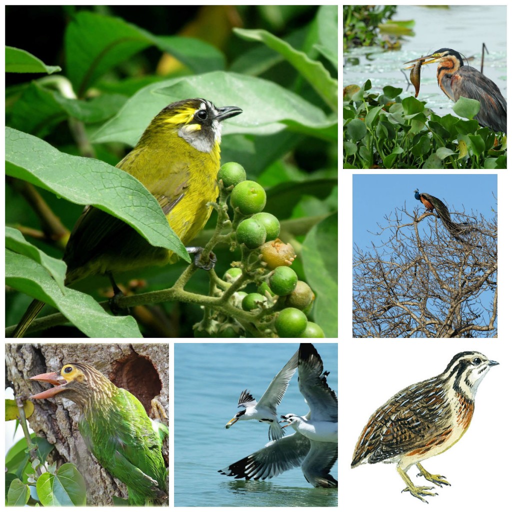 List Of Birds Of Sri Lanka Fogsl