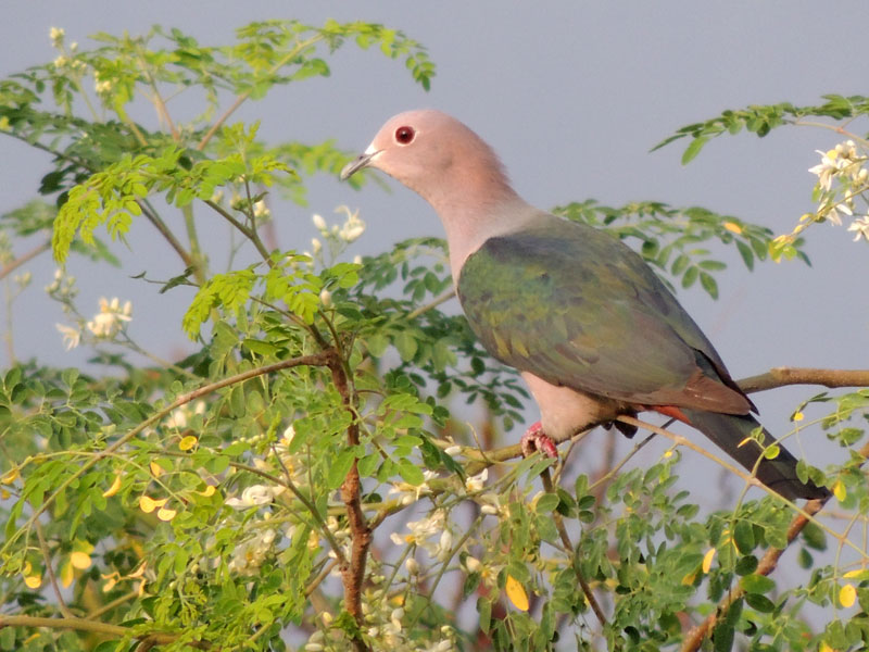 Green Imperial Pigeons – An unfamiliar Diet – Eating Moringa leaves