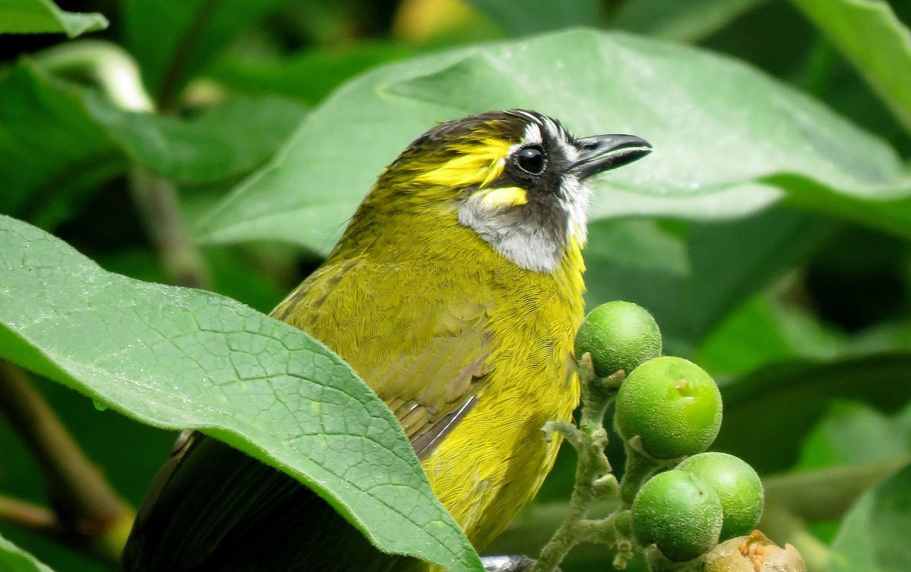Some Endemic Birds of Sri Lanka – A video