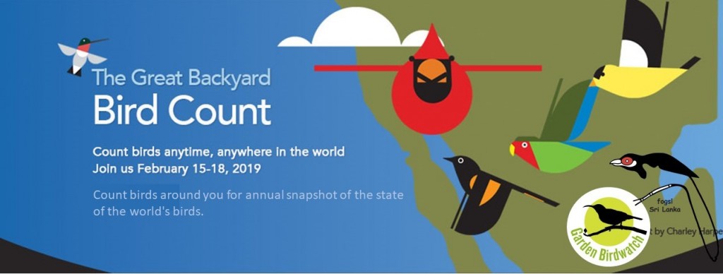 Great Backyard Bird Count 2019