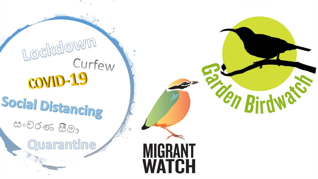 COVID, MigrantWatch and GardenBirdWatch