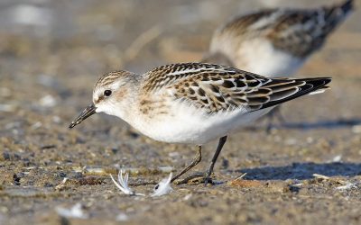 පුංචි සිලිවටුවා  Little stint