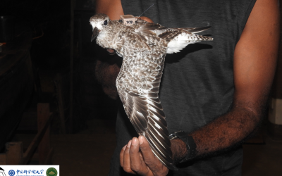 Sri Lanka’s first tagged shorebird to set foot in northern Russia