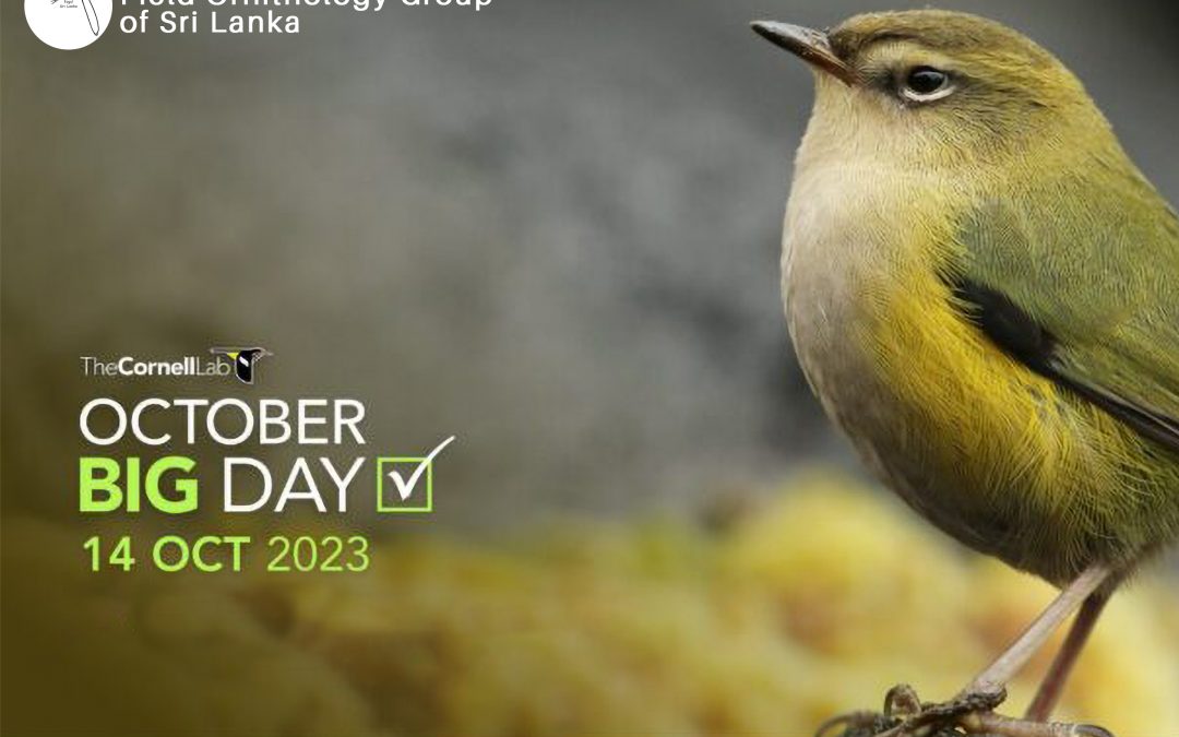Global Big Day ! Celebrate birds around the world