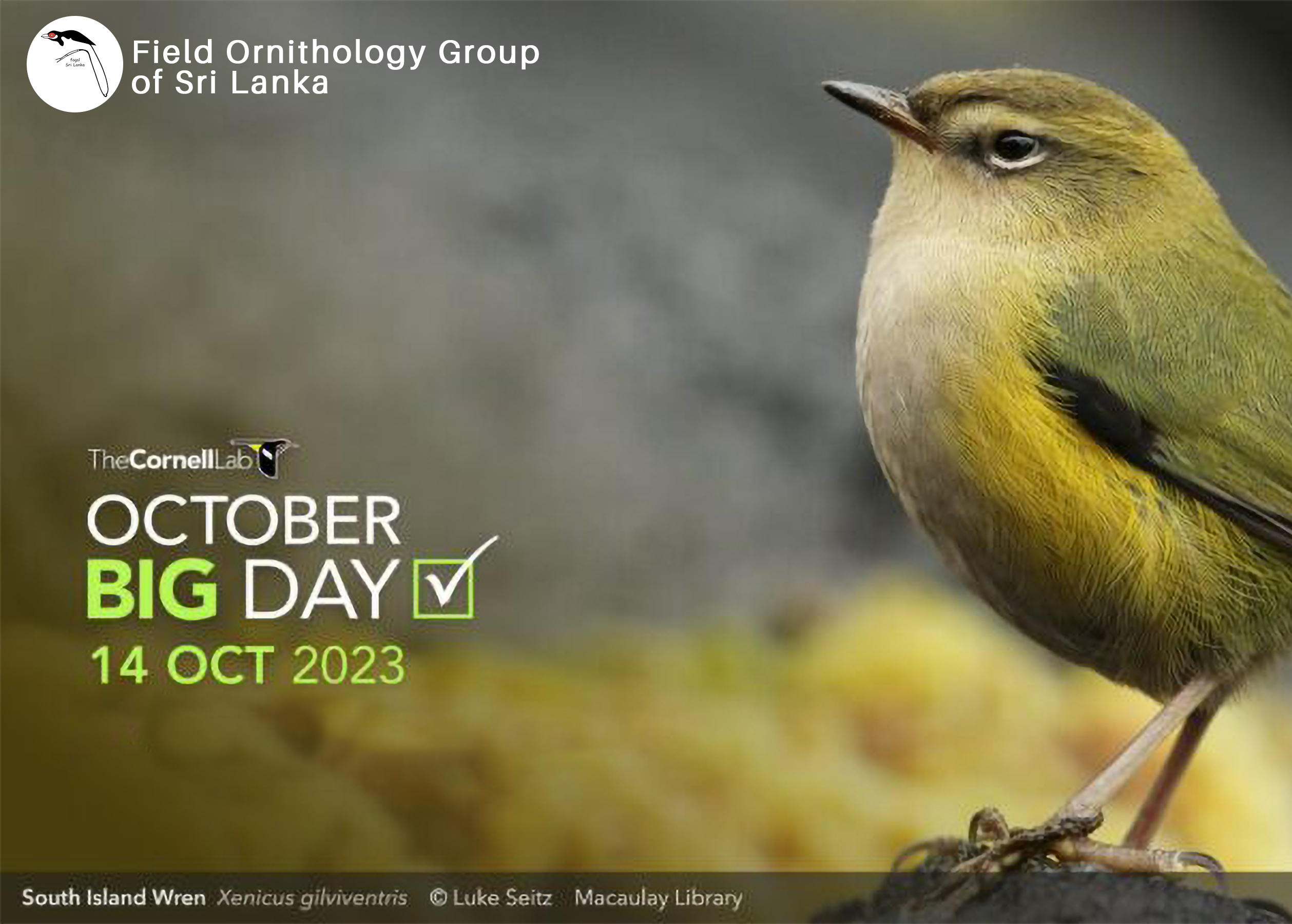 Global Big Day ! Celebrate birds around the world FOGSL