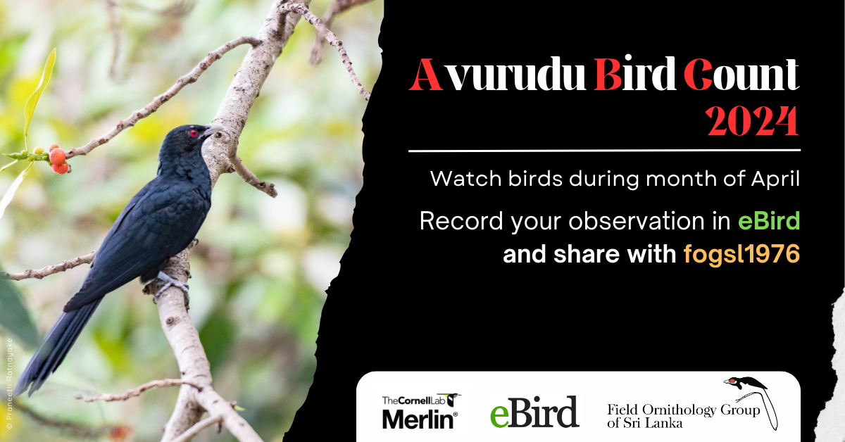 Avurudu Bird Count 2024 FOGSL