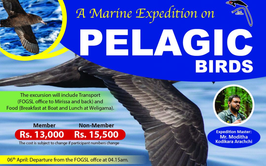 Marine expedition on PELAGIC Birds